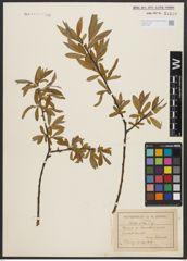 Foto von Salix alba L.